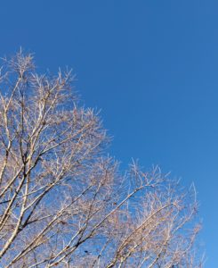 青い空と大木の枝の写真
